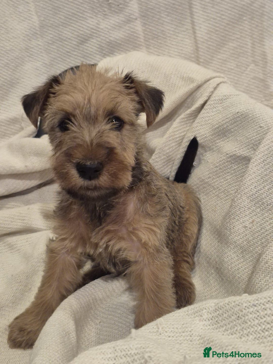 Irish Terrier dogs for sale: Home raised Irish terrier  - Image 19