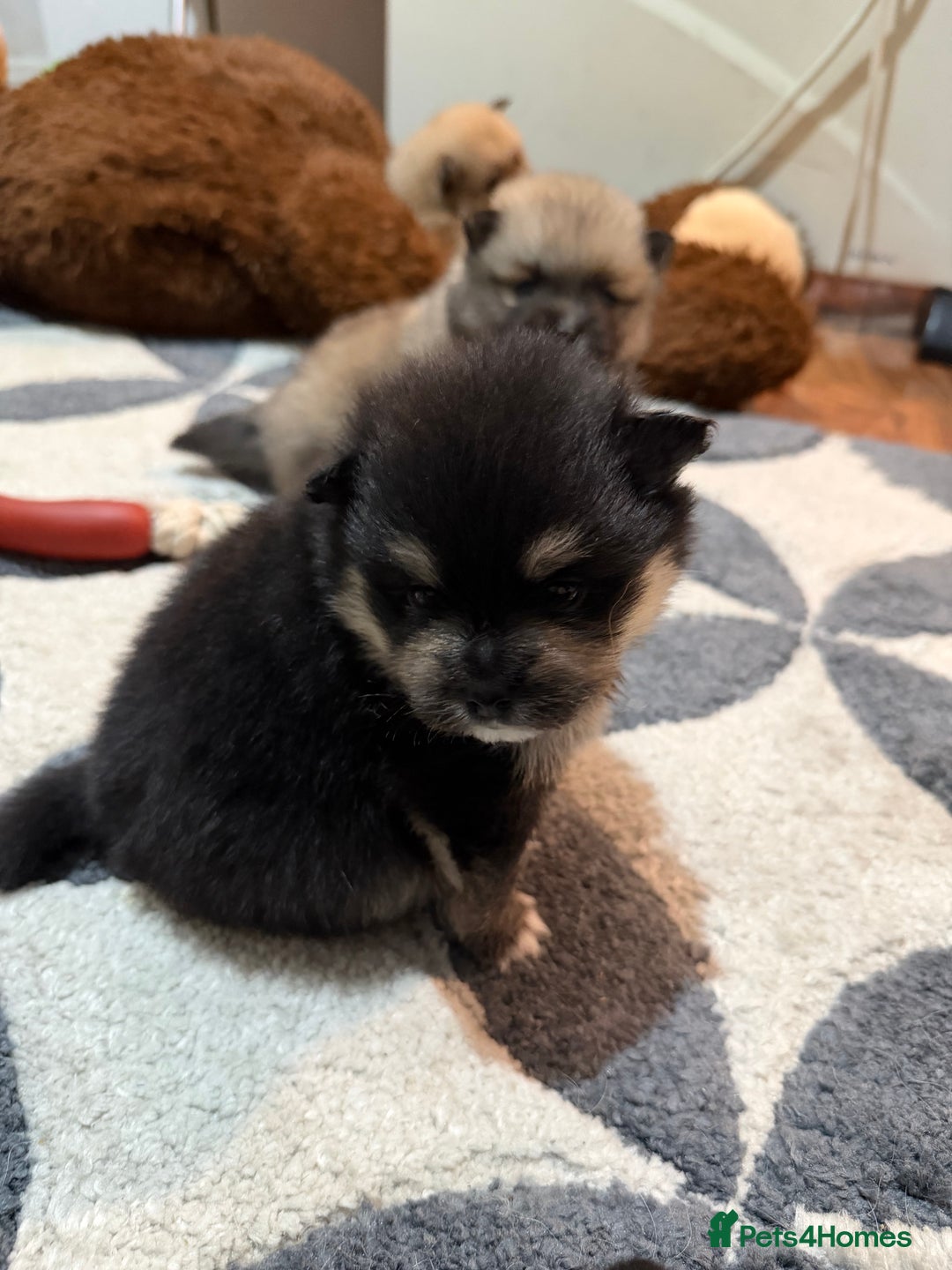 Pomeranian dogs for sale: EXTRA SMALL POMERANIAN PUPPIES  - Advert 15