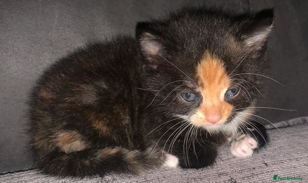 Mixed Breed cats for sale: Tabby - Torti - Blacks - Kittens want loving homes in Liverpool - Advert 1