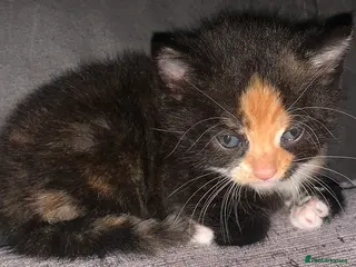 Mixed Breed cats Tabby - Torti - Blacks - Kittens want loving homes - Advert 1
