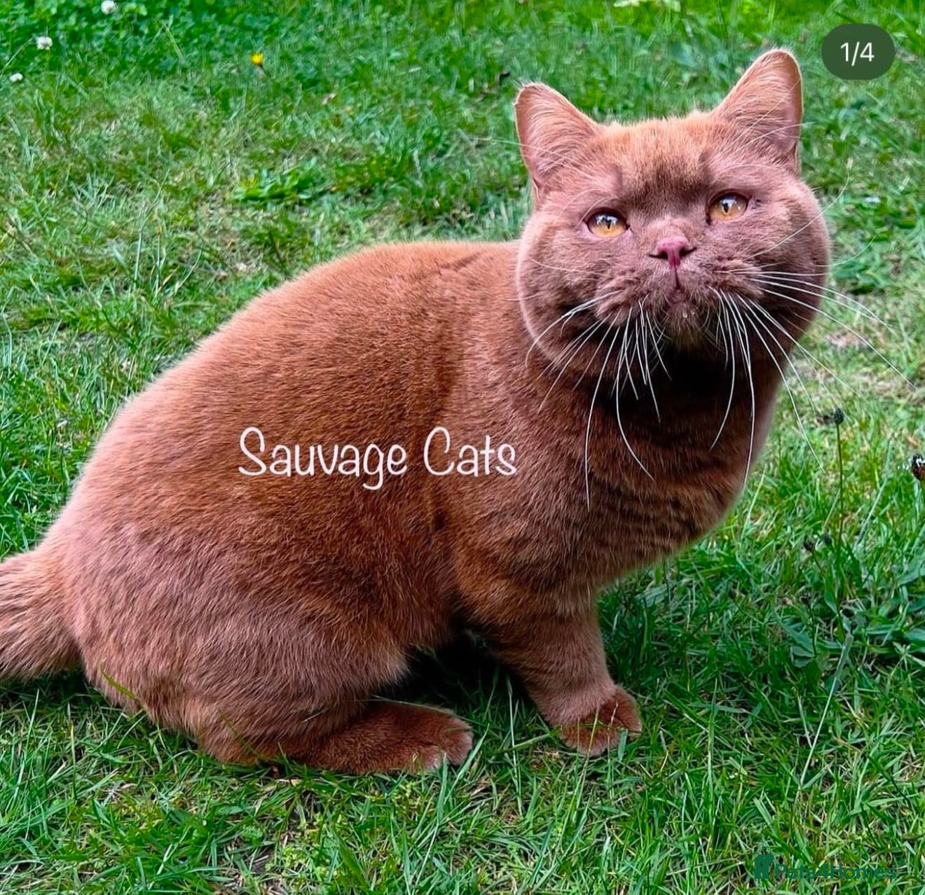 British Shorthair cats Show-quality. BSH. Cinnamon Bi-colour - Advert 2