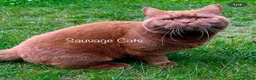 British Shorthair cats for sale: Show-quality. BSH. Cinnamon Bi-colour - Advert 2