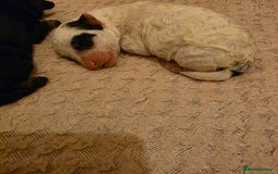 Toy Poodle dogs for sale: KC REG 2 STUNNING TOY POODLES 🐩  - Image 7