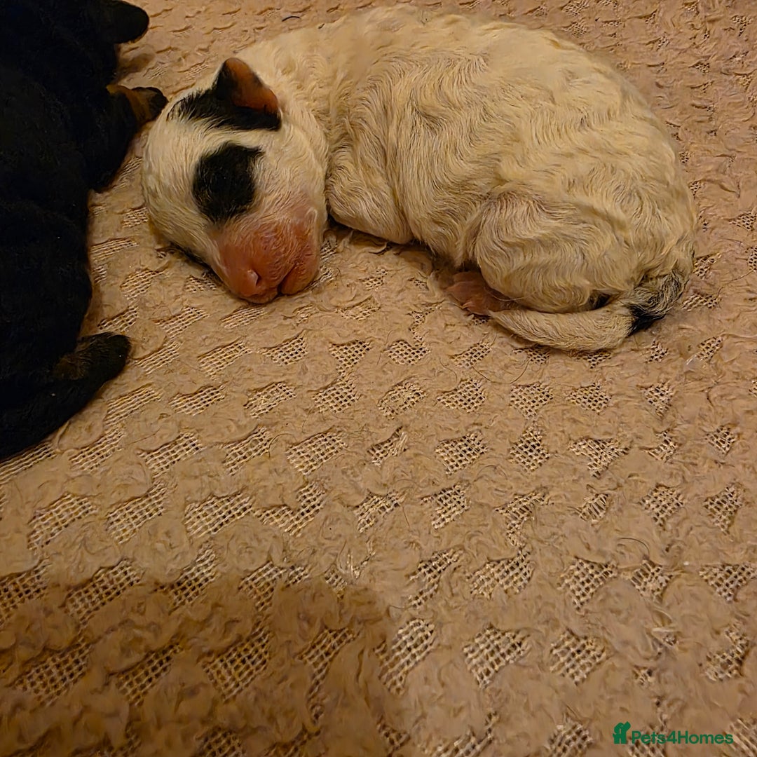 Toy Poodle dogs for sale: KC REG 2 STUNNING TOY POODLES 🐩  - Image 7