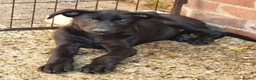 Belgian Shepherd Dog dogs for sale: Belgian malinois puppies KNVP working lines - Advert 5