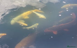 Koi Carp fish for sale: Koi Carp for sale - Image 3