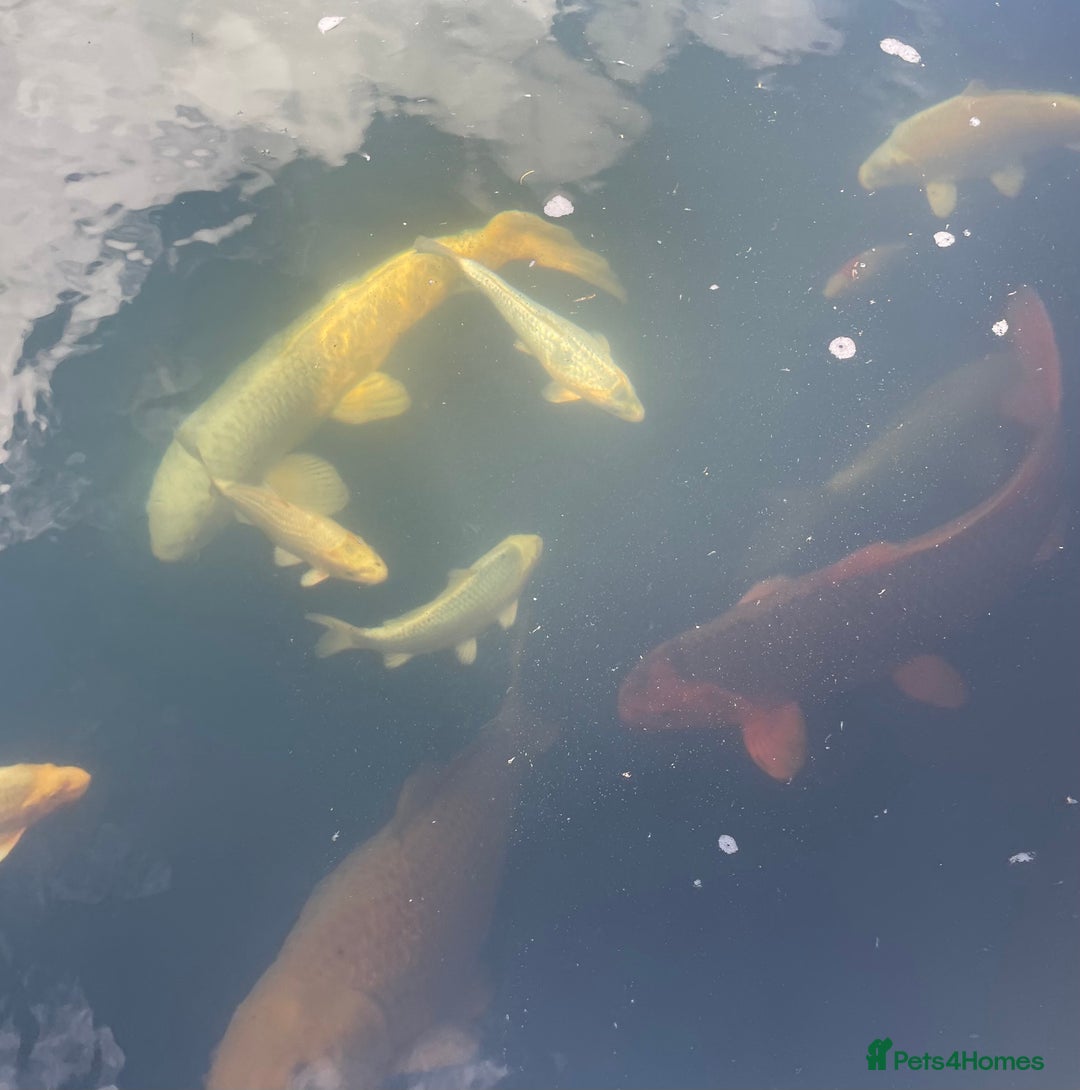 Koi Carp fish for sale: Koi Carp for sale - Image 3