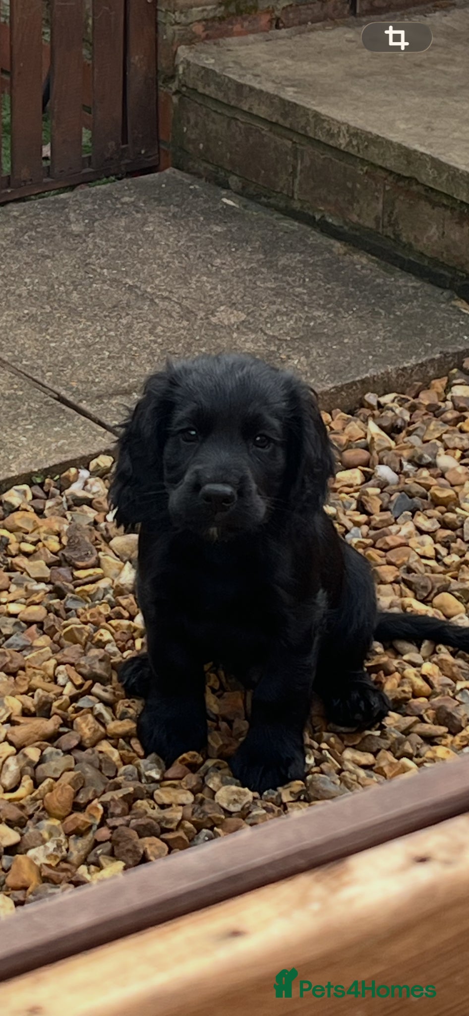 Cocker Spaniel dogs **Only 1 left ** Working Cocker Spaniel puppies - Advert 12