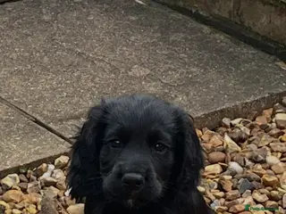 Cocker Spaniel dogs **Only 1 left ** Working Cocker Spaniel puppies - Advert 12