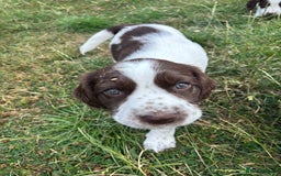 English Springer Spaniel dogs for sale: KENNEL CLUB Pedigree Springer Spaniel Puppies - Image 15
