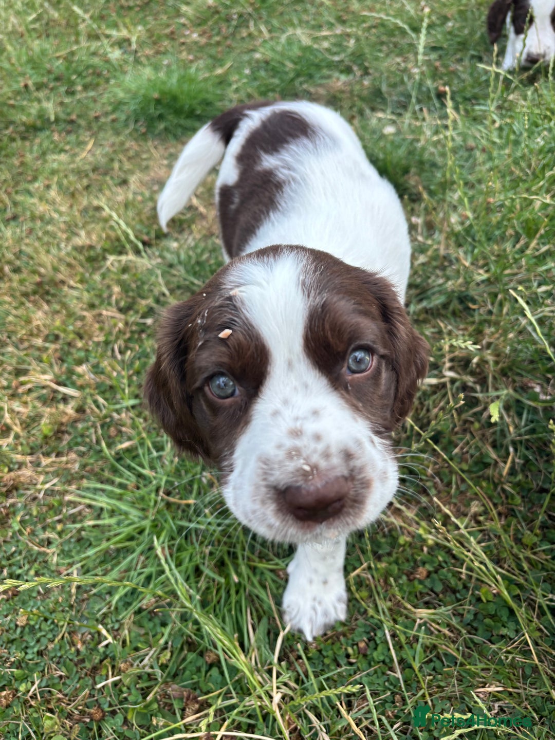 English Springer Spaniel dogs for sale: KENNEL CLUB Pedigree Springer Spaniel Puppies - Image 15