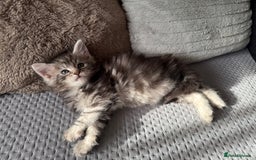 Maine Coon cats for sale: XL Russian Lines TICA registered Maine Coon Boy - Image 13