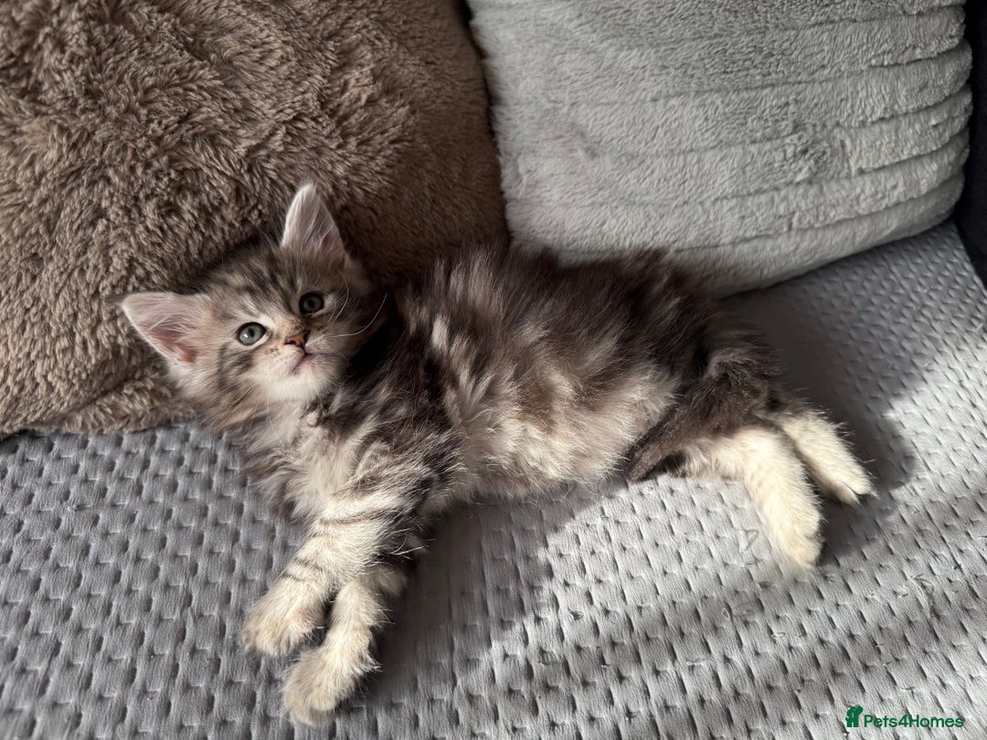 Maine Coon cats for sale: XL Russian Lines TICA registered Maine Coon Boy - Image 13