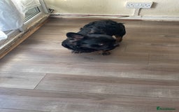 French Bulldog dogs for sale: Fluffy Male Frenchy Black and Tan 🐾🐾 - Image 9