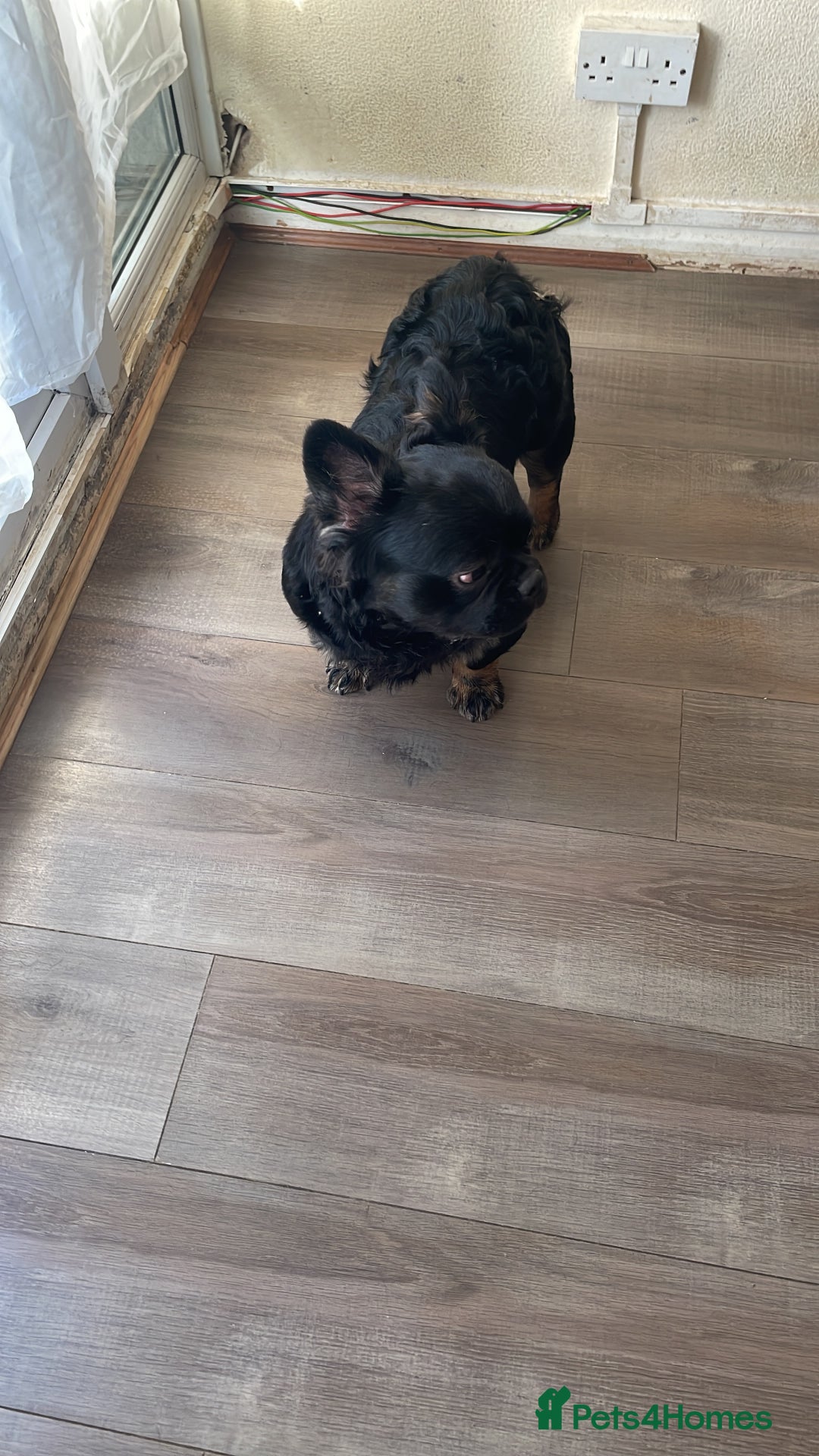 French Bulldog dogs for sale: Fluffy Male Frenchy Black and Tan 🐾🐾 - Image 9