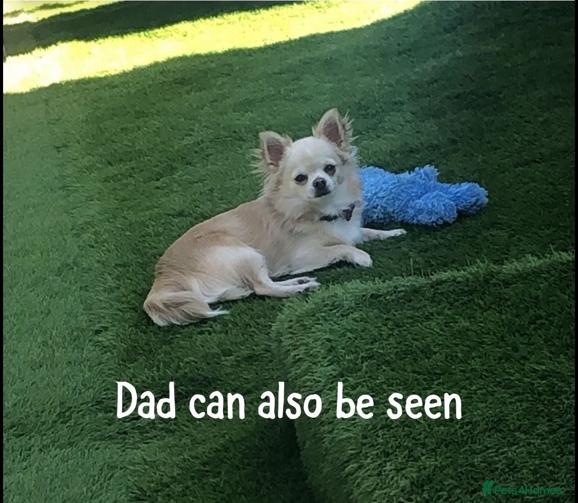 Chihuahua dogs 1 lovely little girl left🩷 - Advert 2