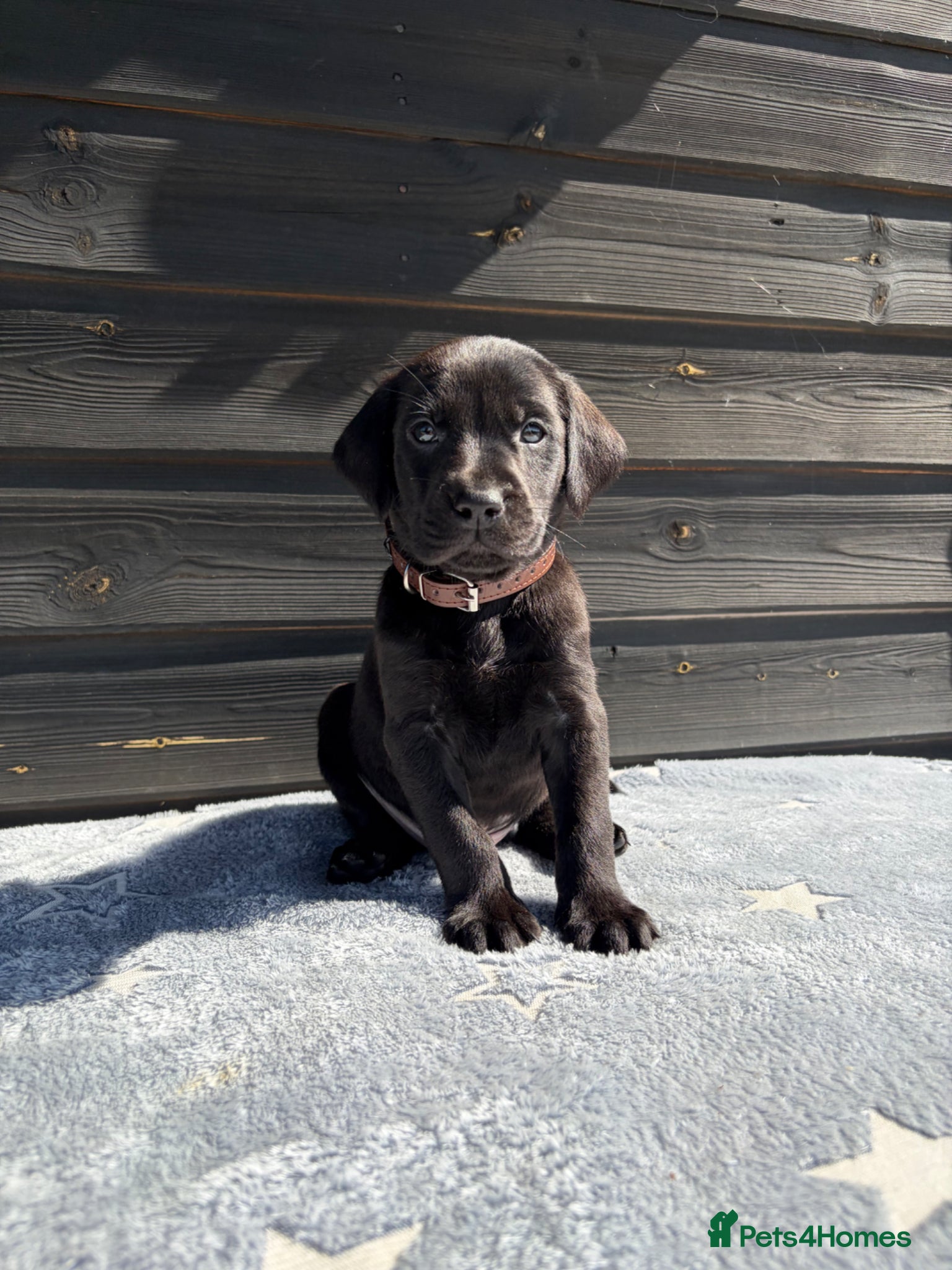 Mixed Breed dogs 8 F2B LABMARANER / WEIMADOR  - Advert 2