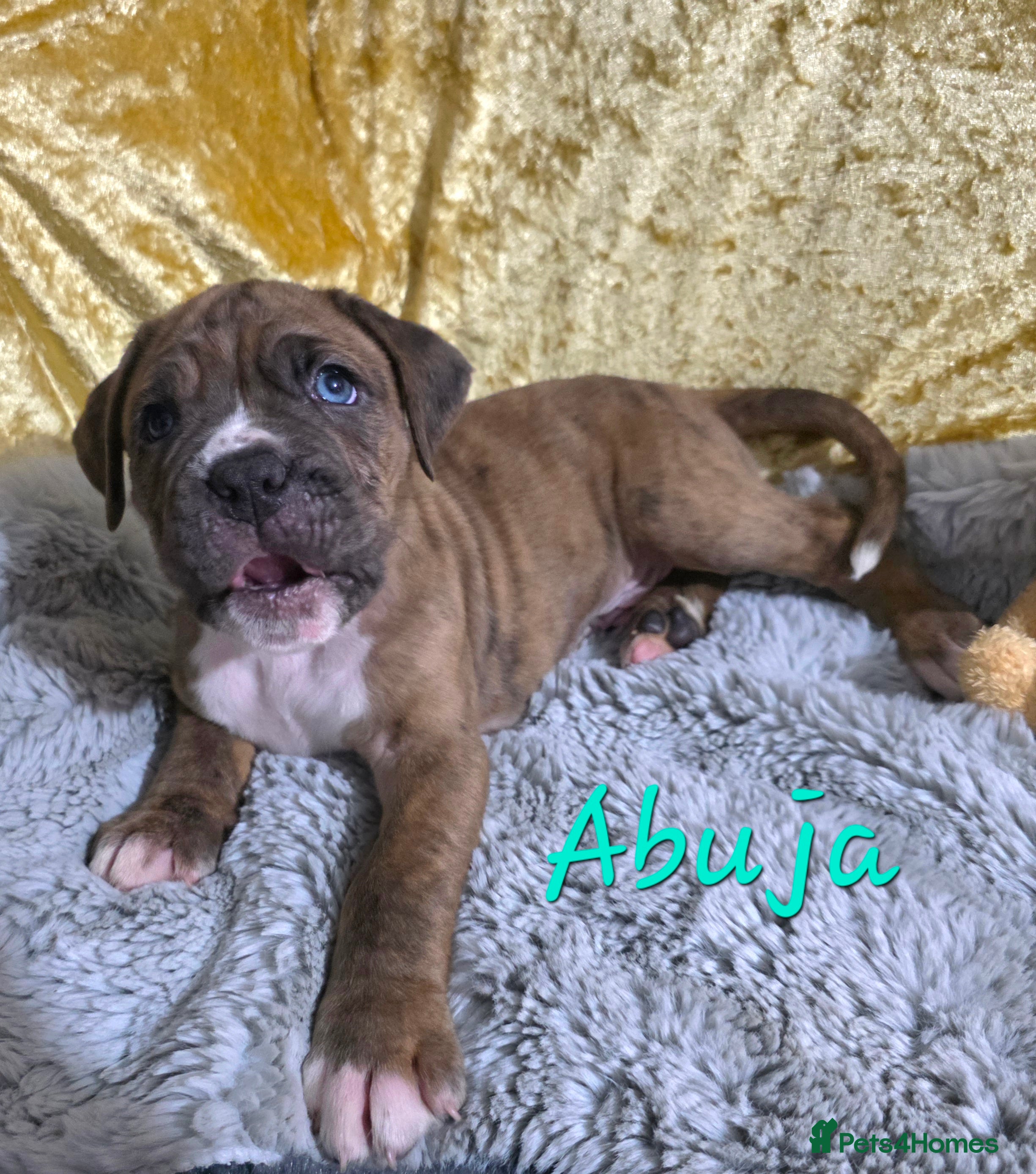 Boxer dogs Very unusual & Rare Boxer cross - Advert 3