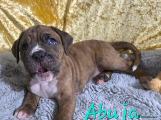 Boxer dogs Very unusual & Rare Boxer cross - Advert 3