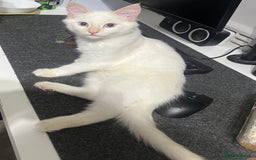 Ragdoll cats for sale: Gorgeous, loving Ragdoll available  - Image 4