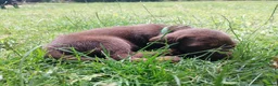 Mixed Breed dogs for sale: Chocolate puppies - Weim x WH Vizsla - Advert 8