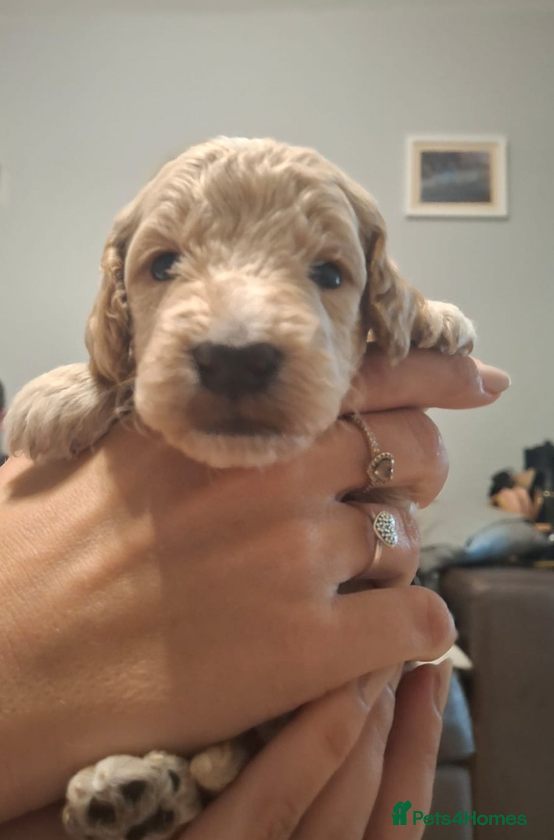 Cockapoo dogs for sale: Gorgeous F2 cockapoo puppies  - Image 4