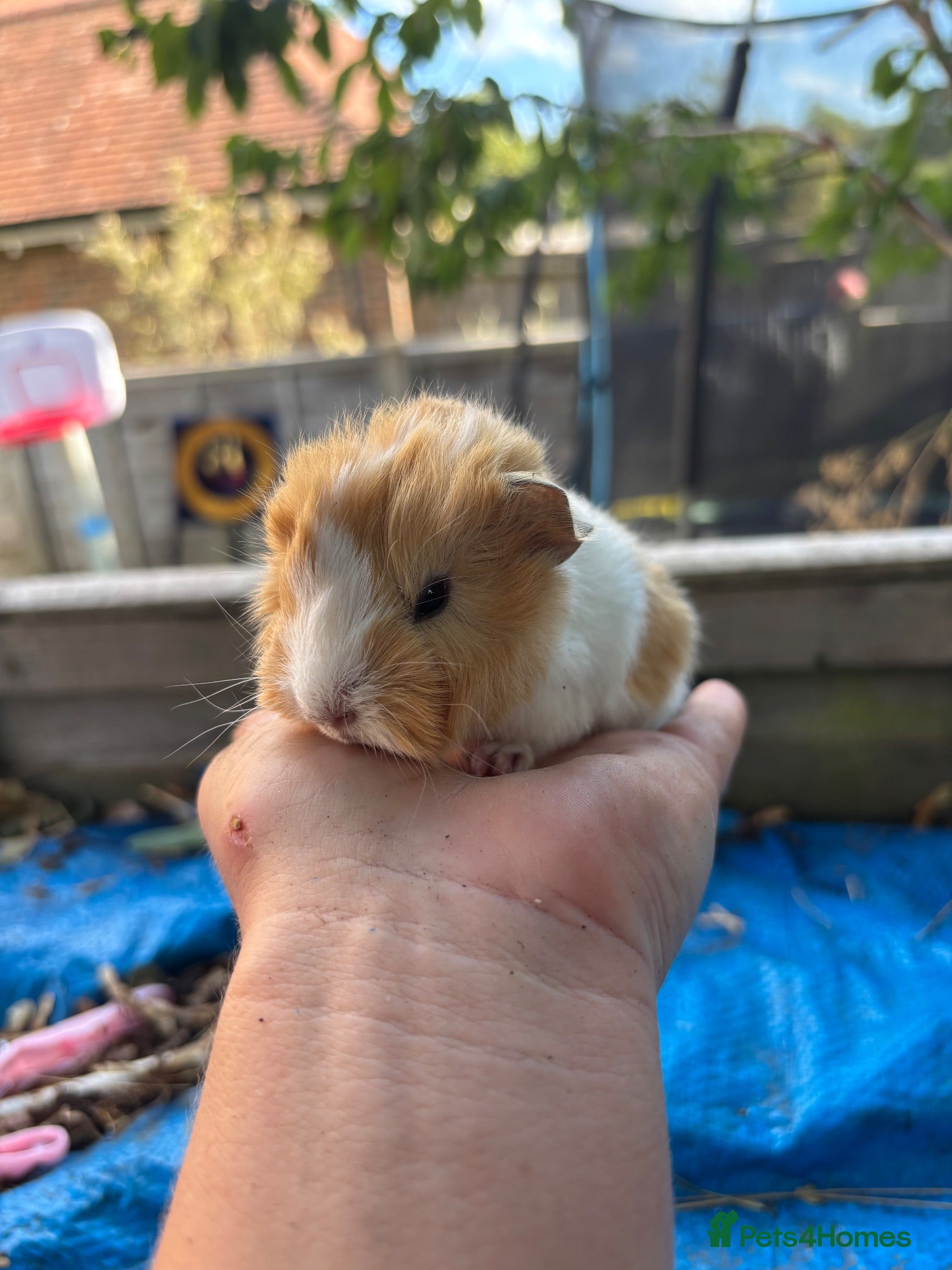 Guinea Pig rodents Last 3 cute PeruvianSilkie guineapig babies - Advert 1