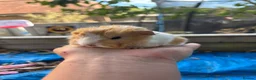 Guinea Pig rodents for sale: Long haired fluffy PeruvianSilkie guineapig babies - Advert 18
