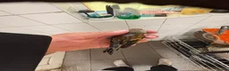 Finches birds for sale: Goldfinch canaries  - Advert 9