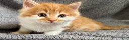 Mixed Breed cats for sale: ABSOLUTELY STUNNING GINGER KITTENS - Advert 6