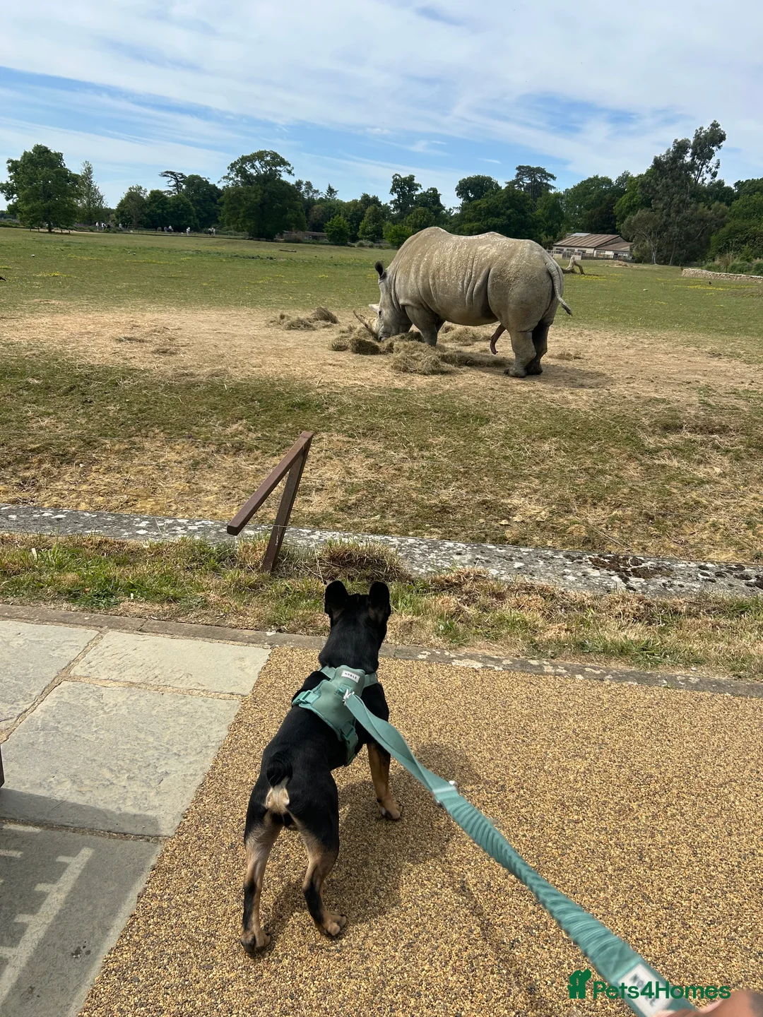 French Bulldog dogs for sale: Black and Tan French Bulldog in Aldershot - Advert 5