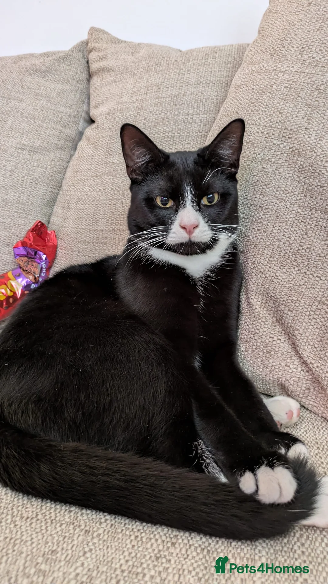 Mixed Breed cats for sale: Russian blue x oriental  - Advert 2