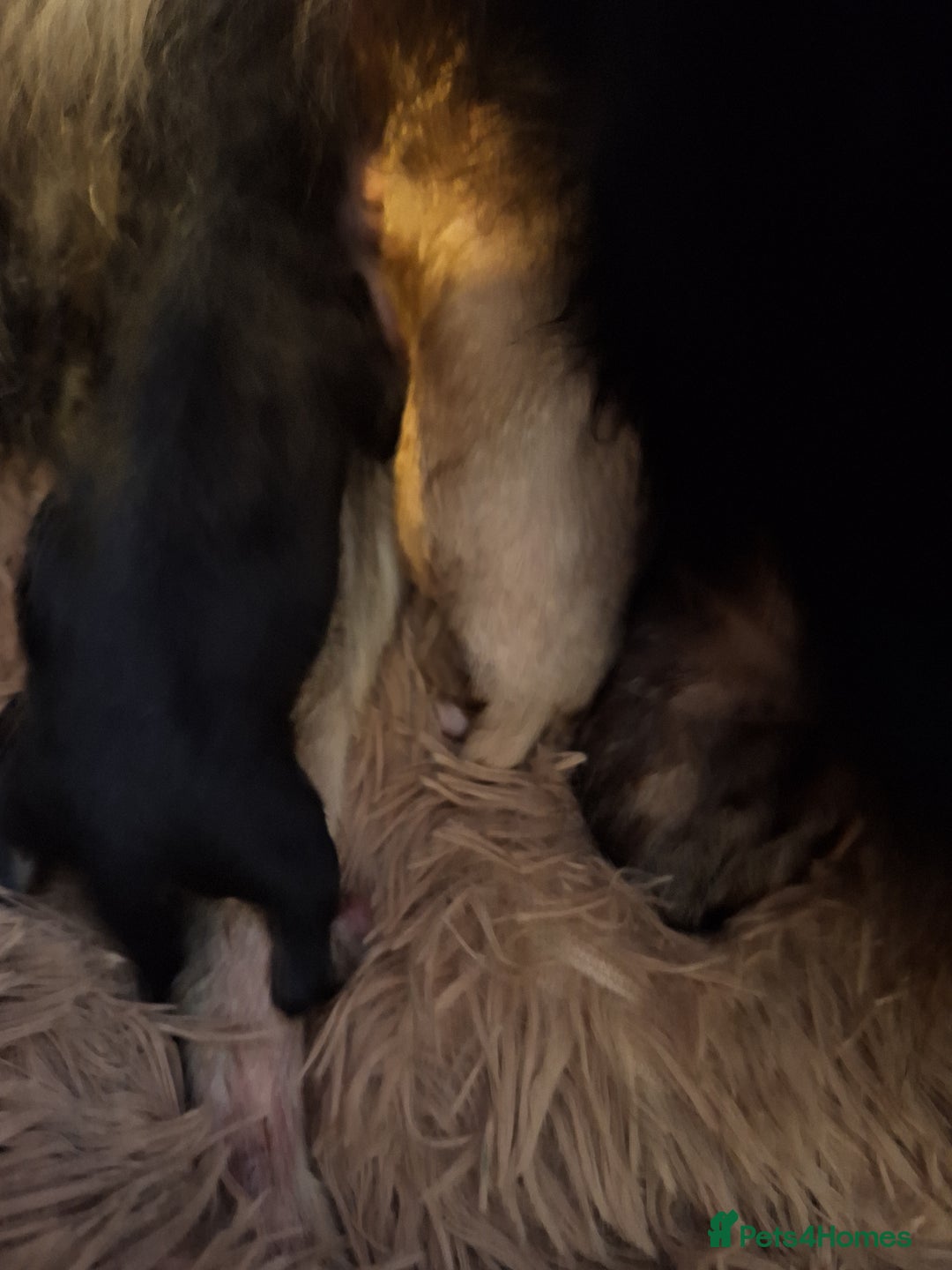 Pomeranian dogs for sale: Little cuties - Advert 20