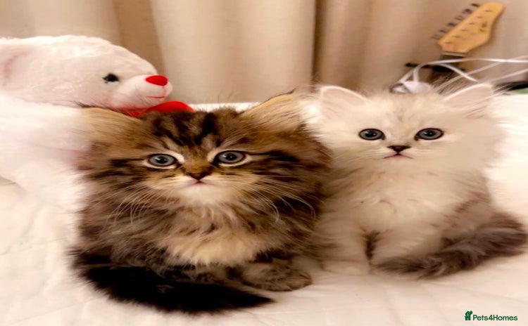 Ragdoll cats - Advert 6