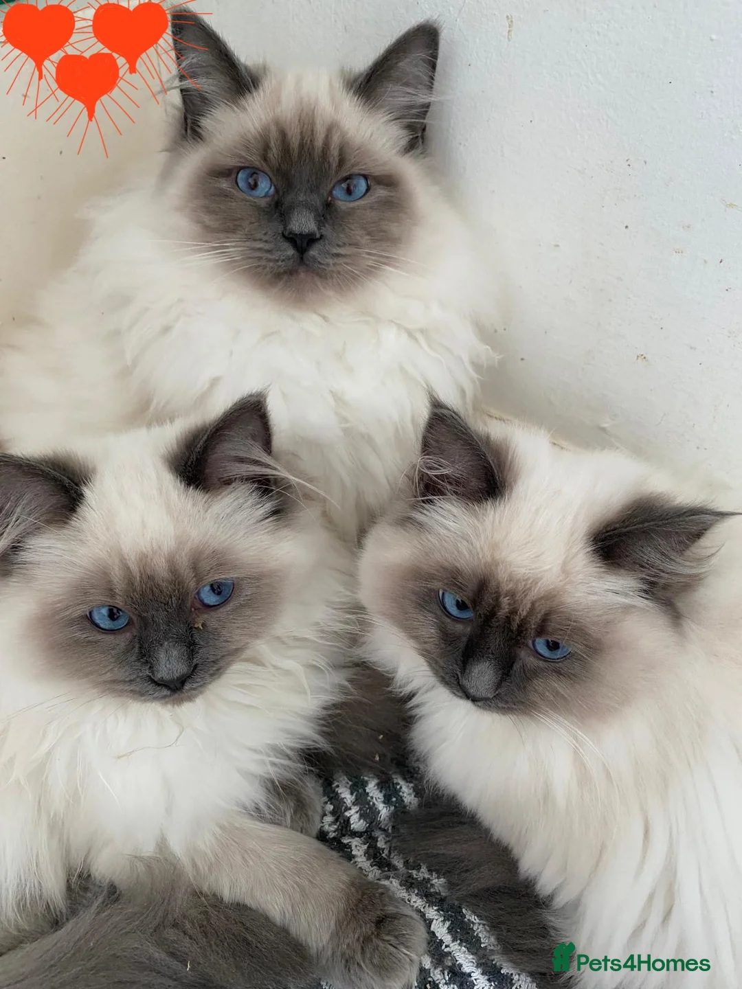 Ragdoll cats for sale: ChampionBloodline 5GENpedigree BSH GCCFreg.parents - Advert 2