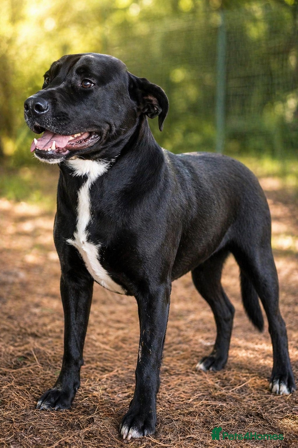 Mixed Breed dogs SHEAMUS,URGENT sensitive Soul Labrador Cross - Advert 7