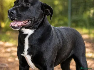 Mixed Breed dogs SHEAMUS,URGENT sensitive Soul Labrador Cross - Advert 5