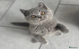 British Shorthair cats for sale: Stunning British Shorthair kittens - Image 2