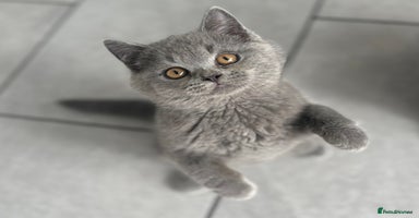 British Shorthair cats - Advert 7