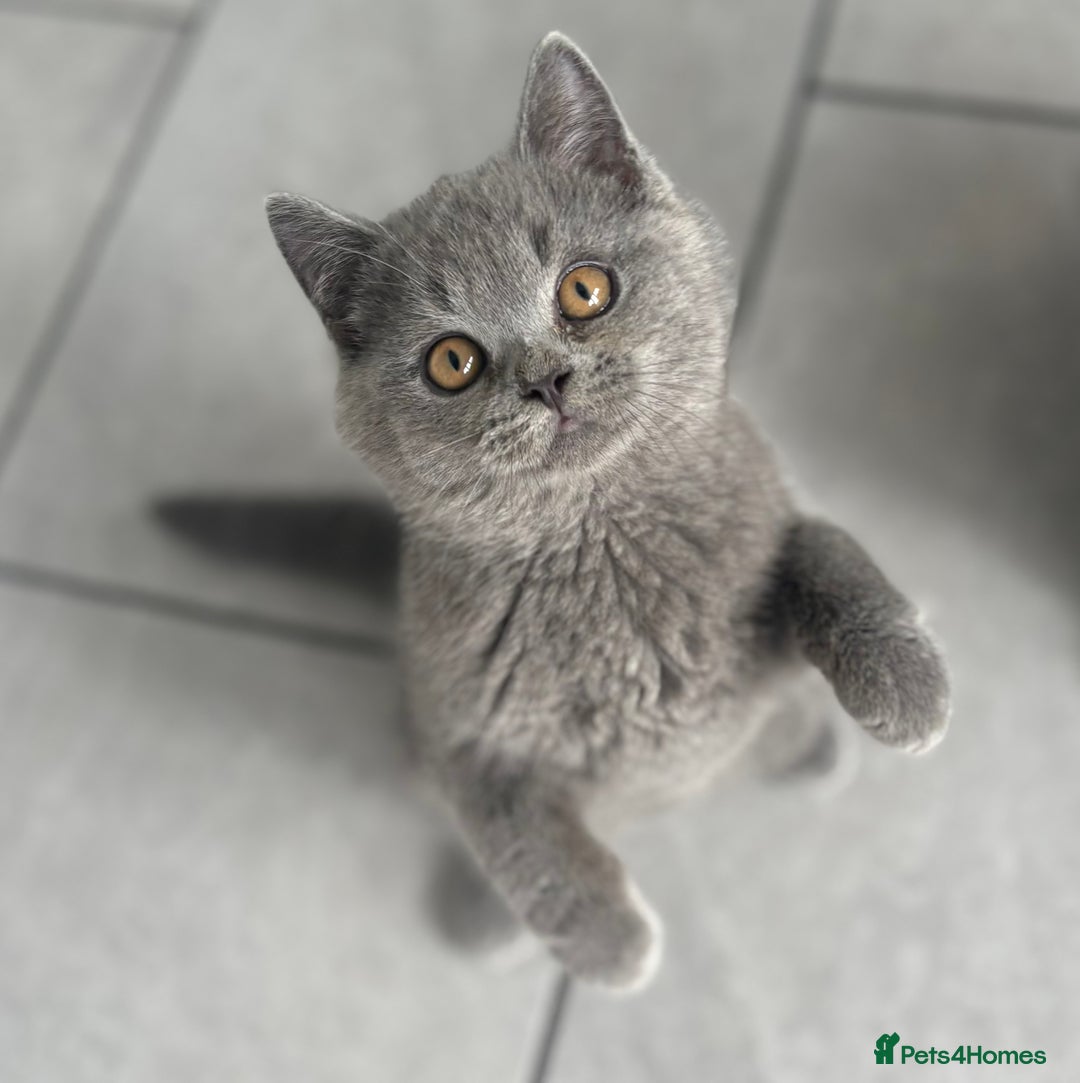 British Shorthair cats for sale: Stunning British Shorthair kittens - Image 2