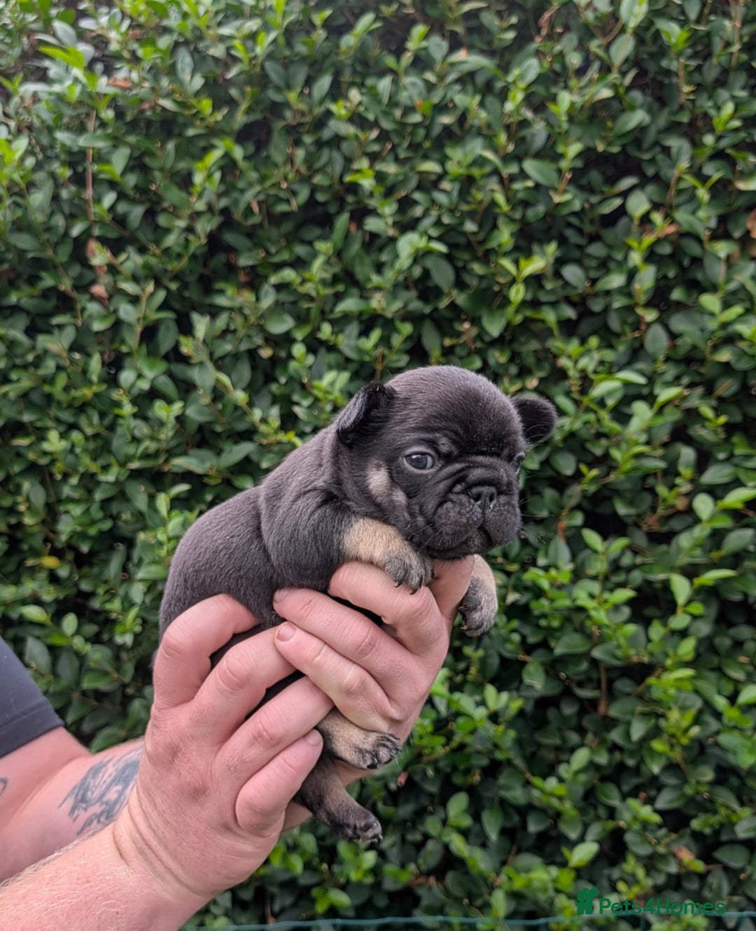 French Bulldog dogs for sale: Quality Frenchbulldog puppies carrying Fluffy  - Image 11