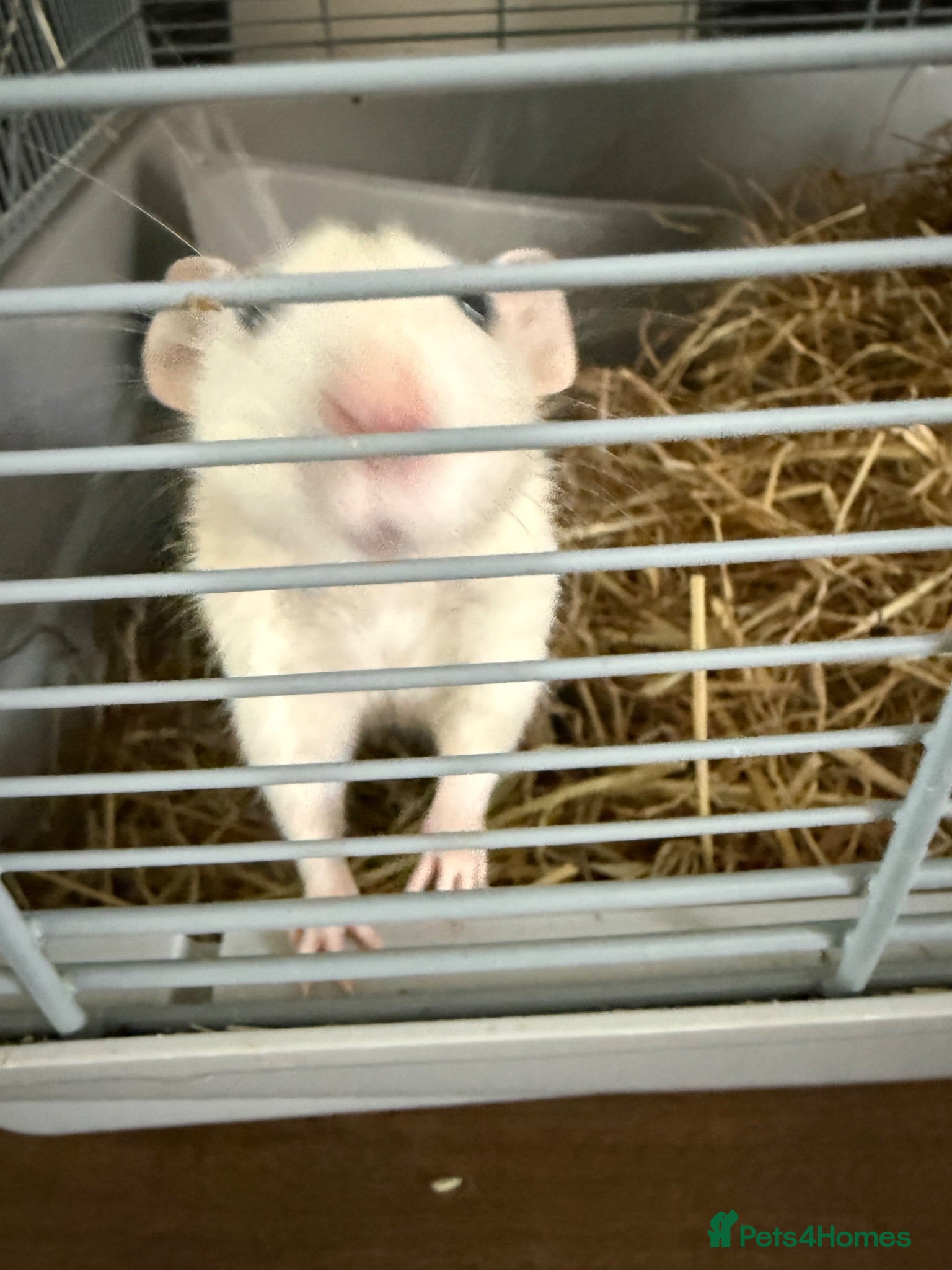 Rat rodents 2 Female Dumbo Rats with Cage - Advert 24