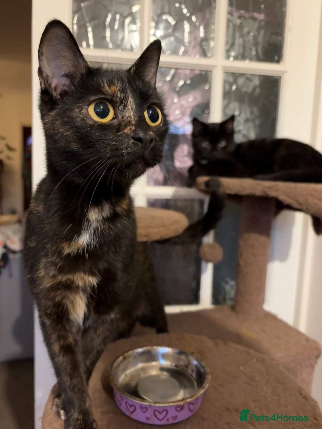 Domestic Shorthair cats for sale: 5 month old kittens - black male/tabby female - Advert 5