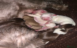 Shih Tzu dogs for stud: Lilac imperial shih tzu for stud in Clydebank - Image 9