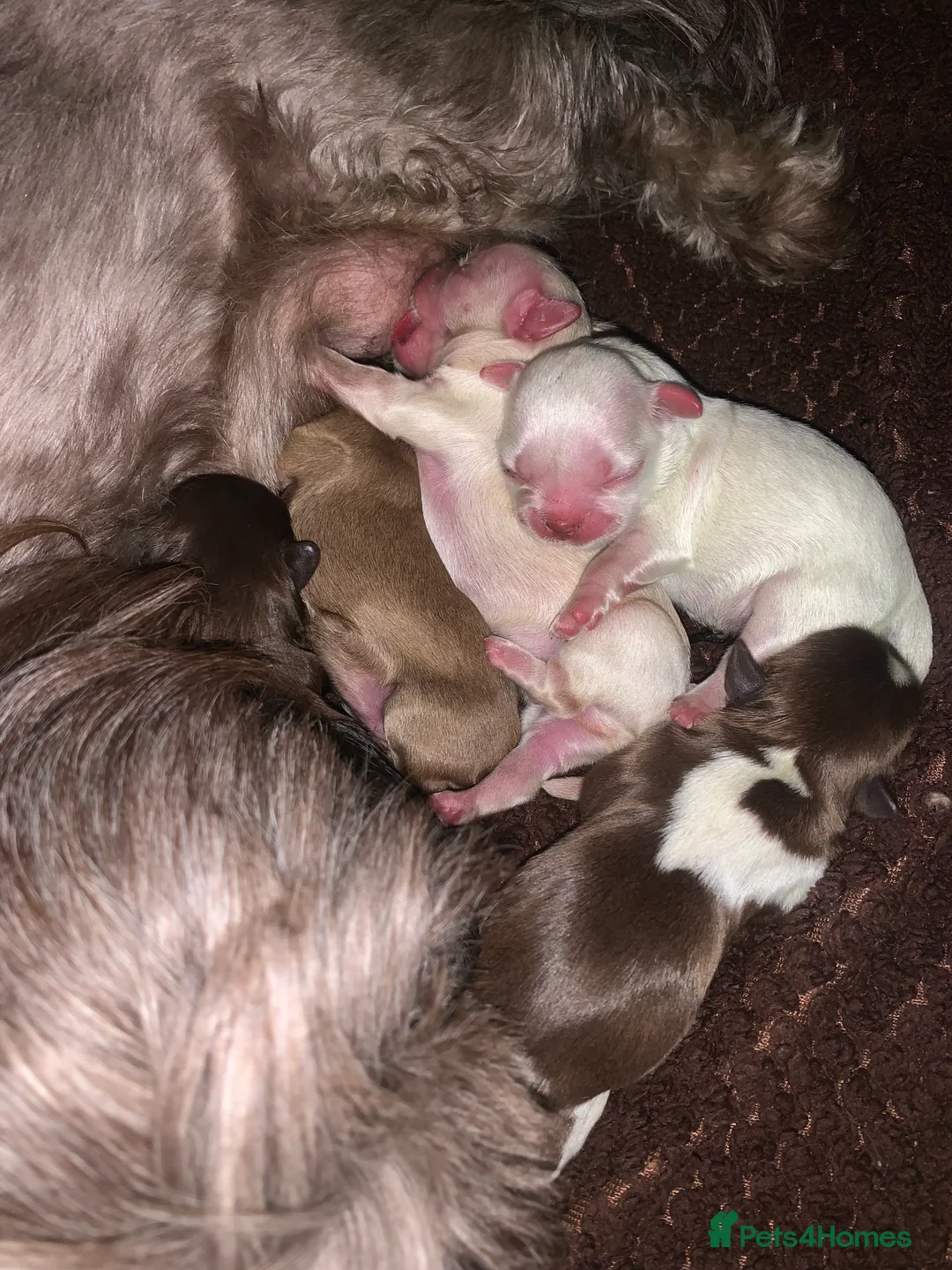 Shih Tzu dogs for stud: Lilac imperial shih tzu for stud in Clydebank - Advert 9