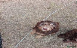 Labradoodle dogs for sale: 🌈The work has been done , choose your breeder 🌈 - Image 31