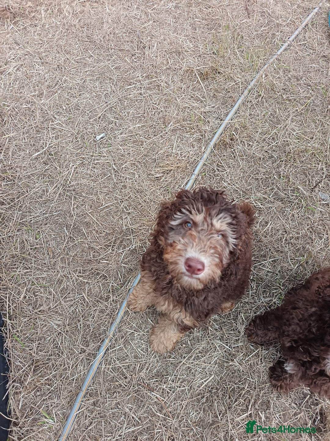 Labradoodle dogs for sale: 🌈The work has been done , choose your breeder 🌈 - Image 31
