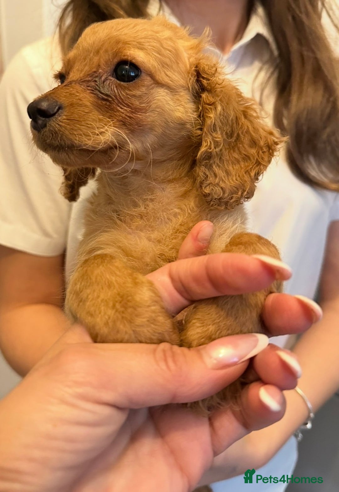 Cavapoo dogs for sale: Beautiful litter of cavapoos  - Advert 6