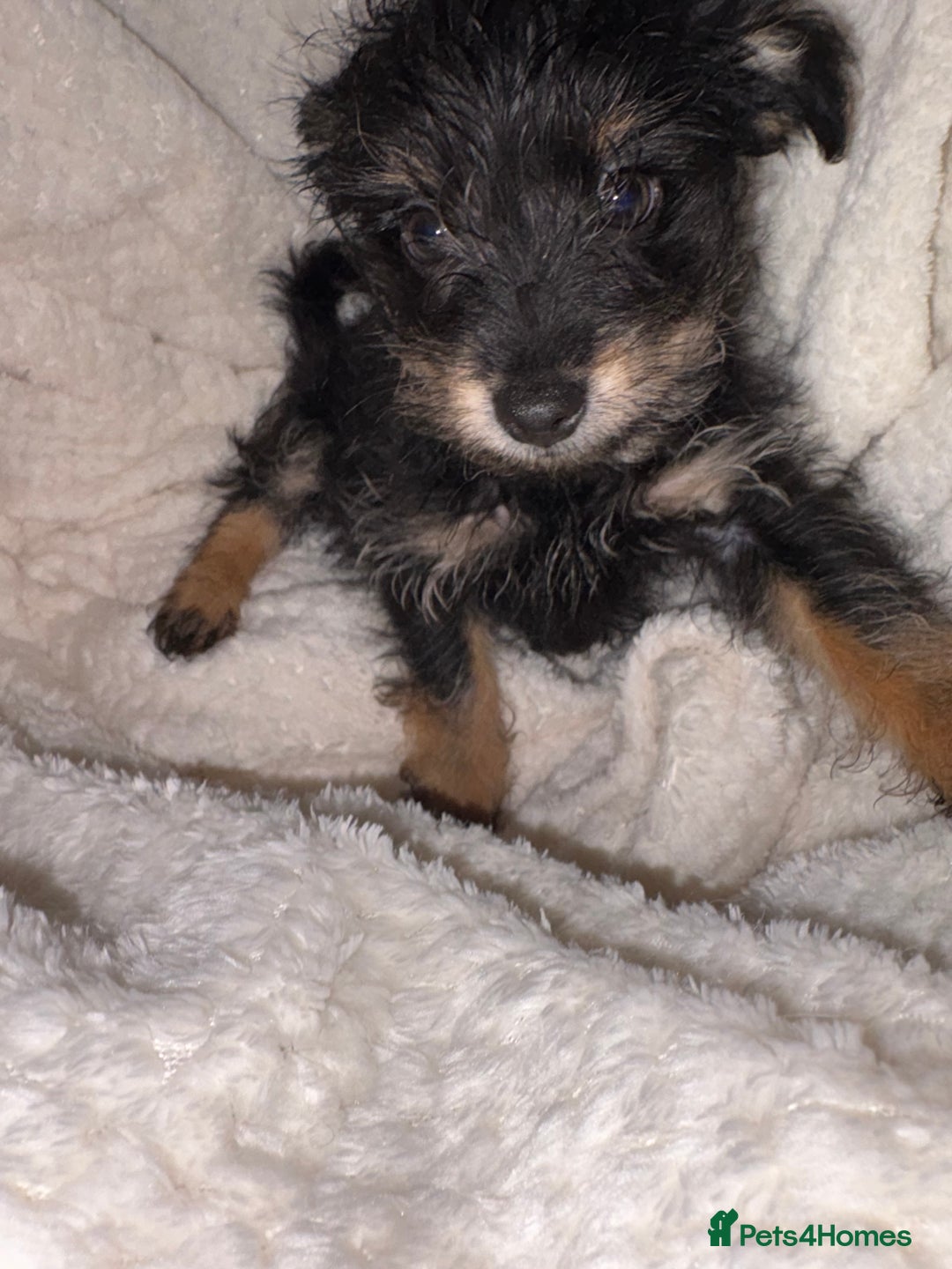Mixed Breed dogs for sale: Yorkshire terrier x puppies  - Advert 9