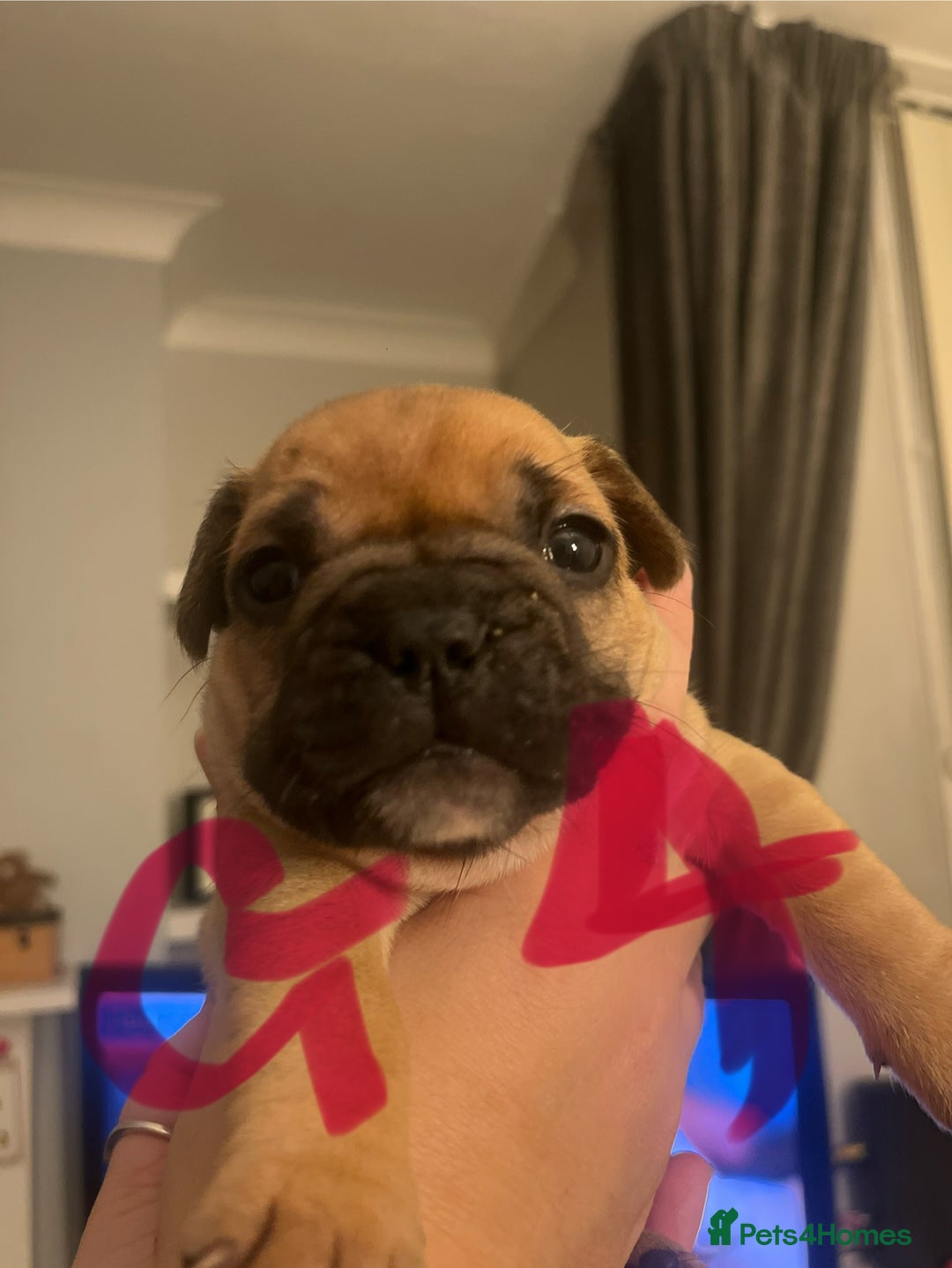 French Bulldog dogs for sale: Beautiful French bulldog puppies  - Advert 8